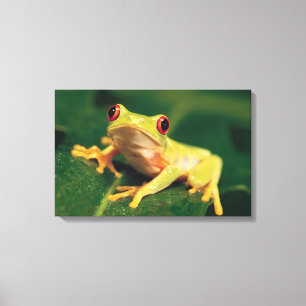 Red eye tree frog canvas print