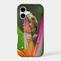 Red-eye tree frog, Costa Rica