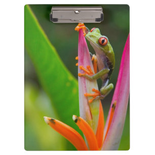 Red-eye tree frog, Costa Rica Clipboard