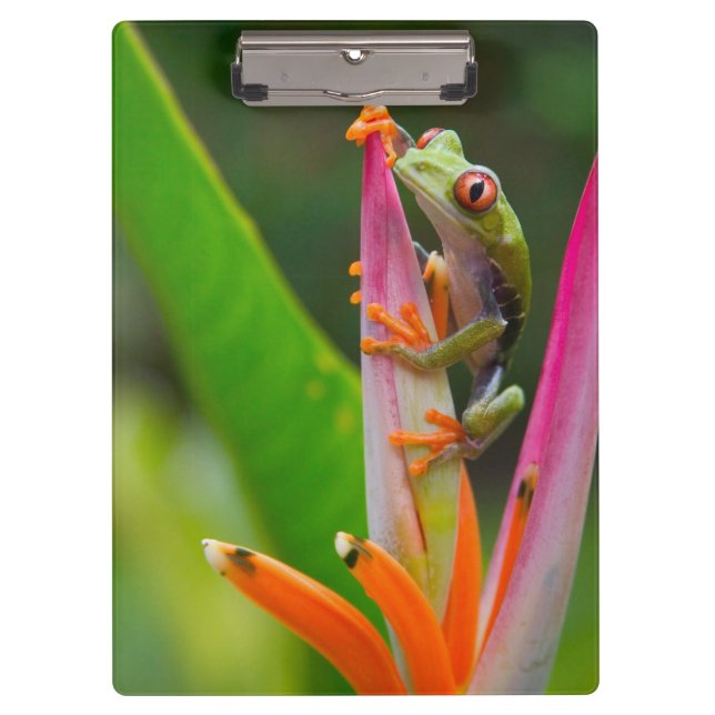 Red-eye tree frog, Costa Rica Clipboard (Front)