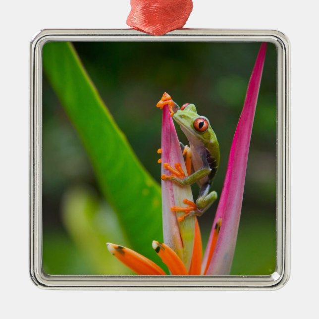 Red-eye tree frog, Costa Rica Metal Tree Decoration (Front)