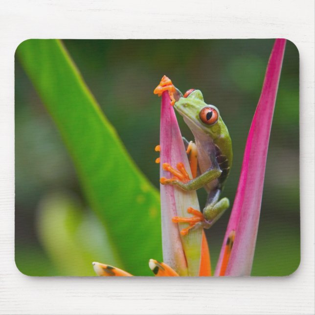Red-eye tree frog, Costa Rica Mouse Mat (Front)