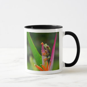 Red-eye tree frog, Costa Rica Mug