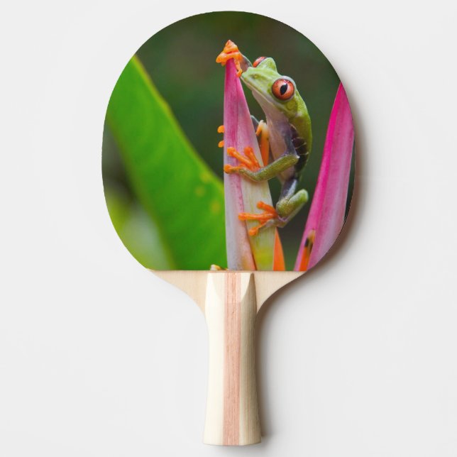Red-eye tree frog, Costa Rica Ping Pong Paddle (Front)