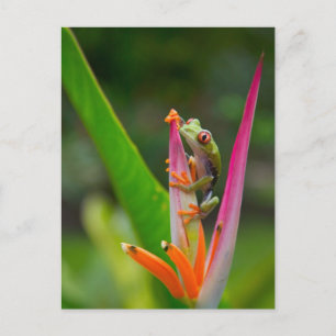 Red-eye tree frog, Costa Rica Postcard