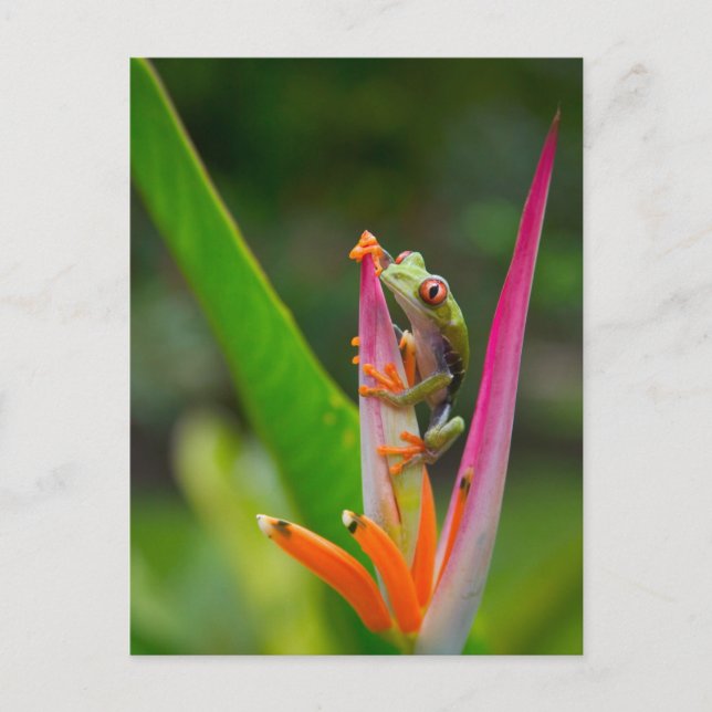 Red-eye tree frog, Costa Rica Postcard (Front)