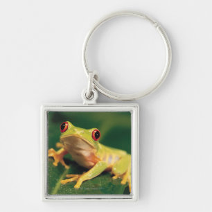 Red eye tree frog key ring