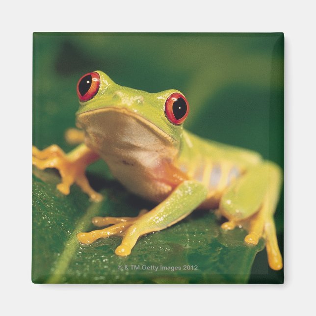 Red eye tree frog magnet (Front)