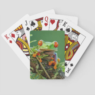 Red Eye Tree Frog on a branch Playing Cards