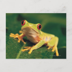 Red eye tree frog postcard