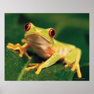 Red eye tree frog poster