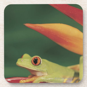 Red eye tree frog sitting on flower coaster