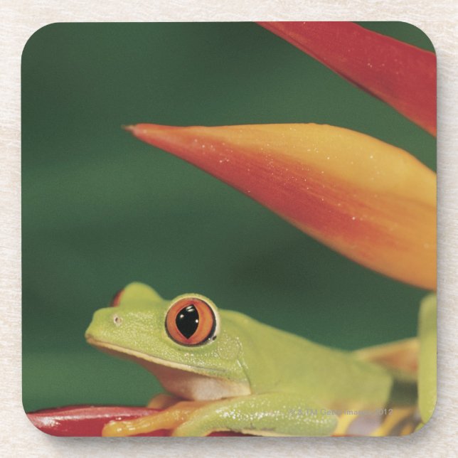 Red eye tree frog sitting on flower coaster (Front)
