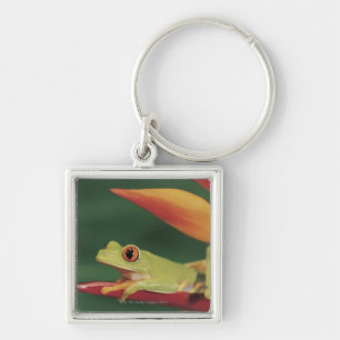 Red eye tree frog sitting on flower key ring