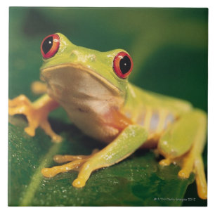 Red eye tree frog tile
