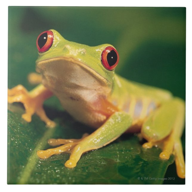 Red eye tree frog tile (Front)