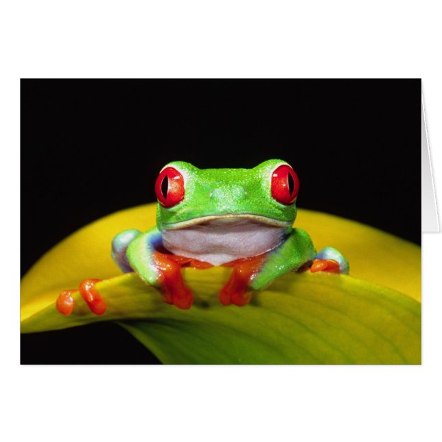 Red Eye Treefrog, Agalychinis callidryas, Native (Front Horizontal)