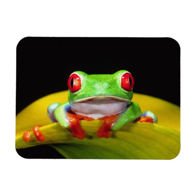 Red Eye Treefrog, Agalychinis callidryas, Native Magnet (Horizontal)