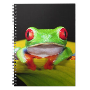 Red Eye Treefrog, Agalychinis callidryas, Native Notebook