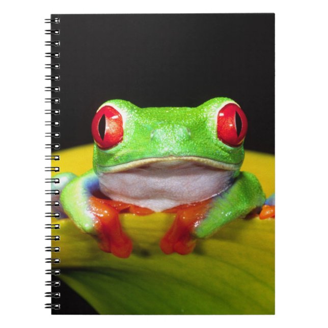 Red Eye Treefrog, Agalychinis callidryas, Native Notebook (Front)