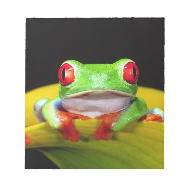 Red Eye Treefrog, Agalychinis callidryas, Native Notepad (Front)