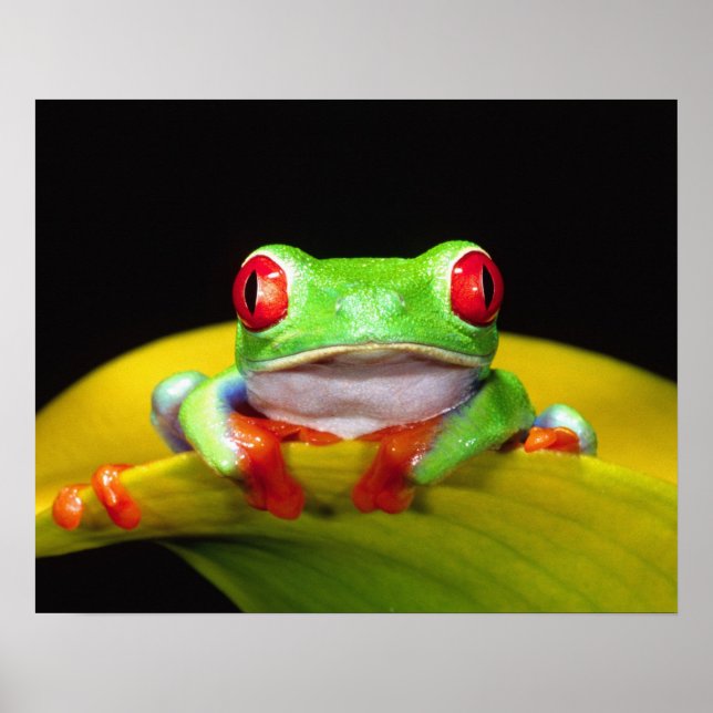 Red Eye Treefrog, Agalychinis callidryas, Native Poster (Front)