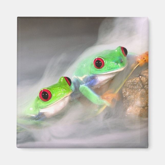 Red Eye Treefrog in the mist, Agalychinis 2 Magnet (Front)