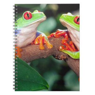 Red Eye Treefrog Pair, Agalychinis callidryas, Notebook