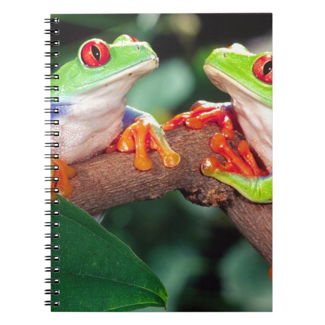 Red Eye Treefrog Pair, Agalychinis callidryas, Notebook (Front)