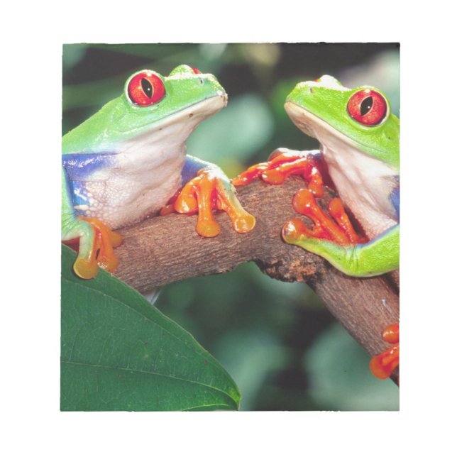 Red Eye Treefrog Pair, Agalychinis callidryas, Notepad (Front)
