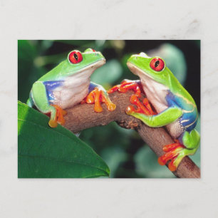 Red Eye Treefrog Pair, Agalychinis callidryas, Postcard