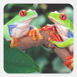 Red Eye Treefrog Pair, Agalychinis callidryas, Square Sticker