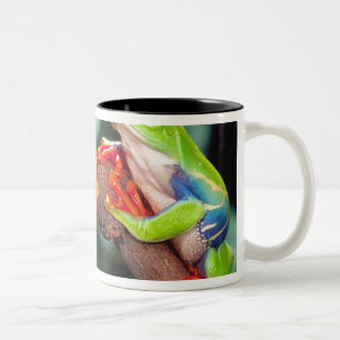 Red Eye Treefrog Pair, Agalychinis callidryas, Two-Tone Coffee Mug