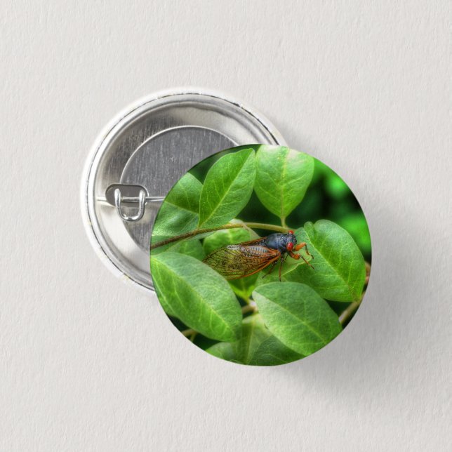 Red Eyed Cicada  3 Cm Round Badge (Front & Back)