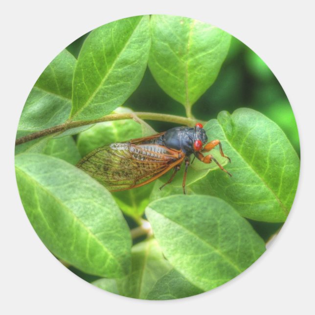 Red Eyed Cicada  Classic Round Sticker (Front)