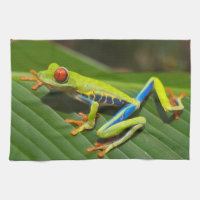 Red Eyed Green Tree Frog