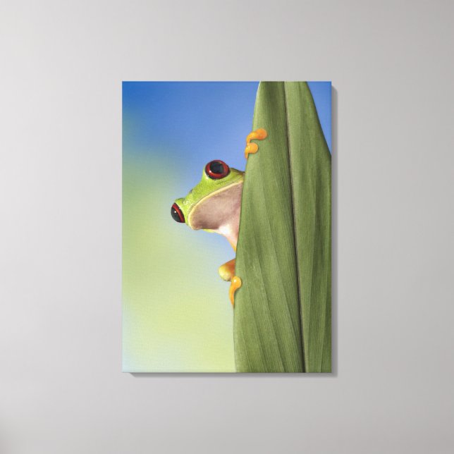 Red Eyed Tre Frog Peeking From Behind a Leaf Canvas Print (Front)