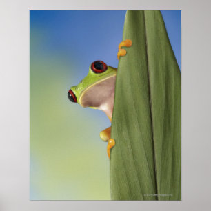 Red Eyed Tre Frog Peeking From Behind a Leaf Poster
