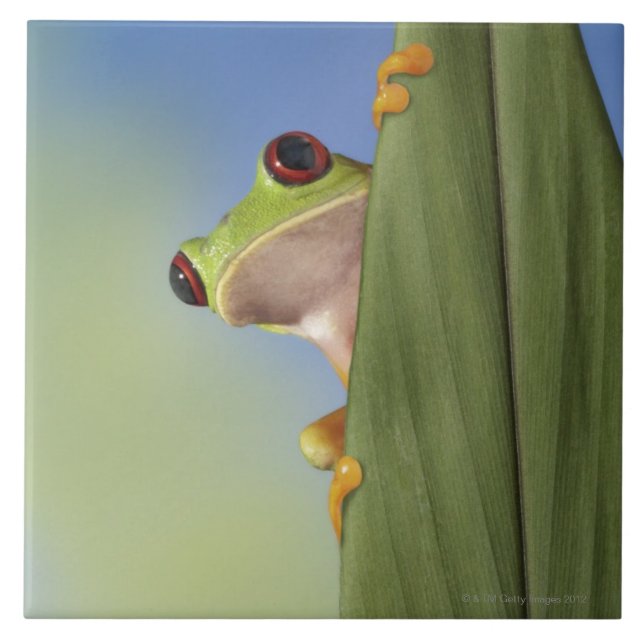 Red Eyed Tre Frog Peeking From Behind a Leaf Tile (Front)