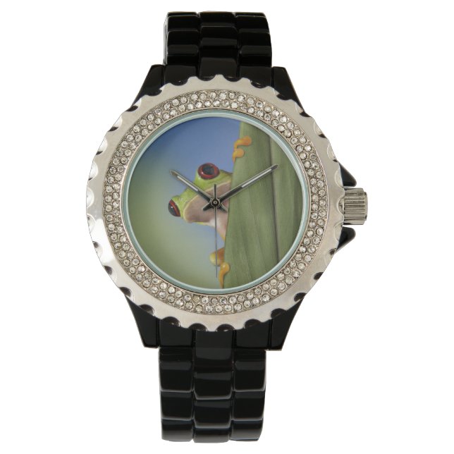 Red Eyed Tre Frog Peeking From Behind a Leaf Watch (Front)