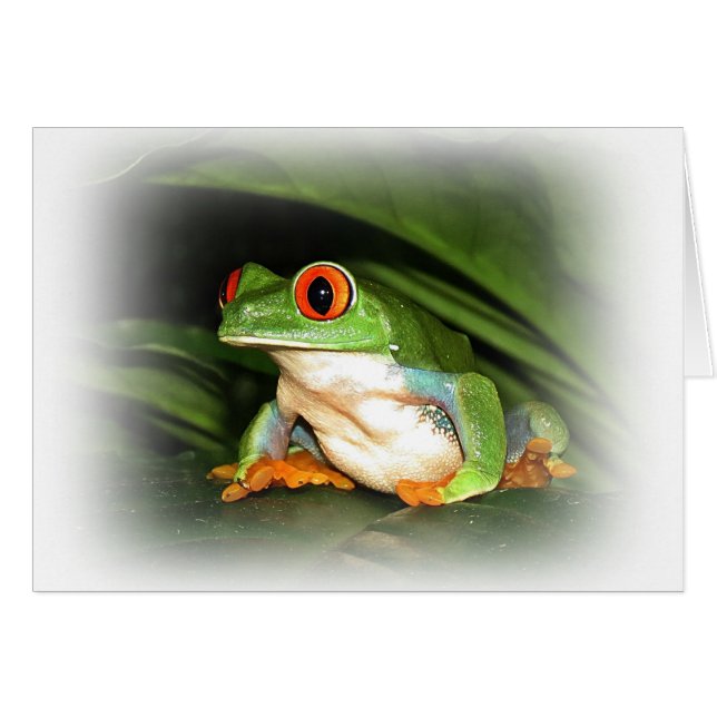 Red-eyed Tree Frog (Front Horizontal)