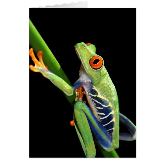 red eyed tree frog (Front)