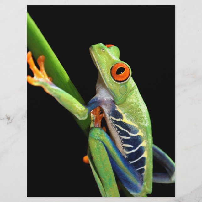 red eyed tree frog (Front)