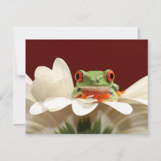 red eyed tree frog