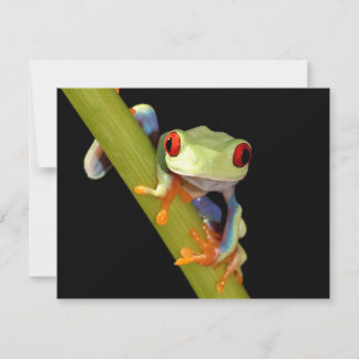 red eyed tree frog