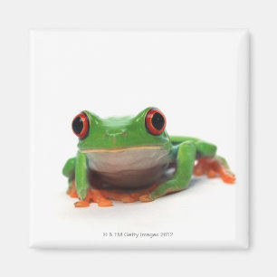 Red eyed tree frog 2 magnet