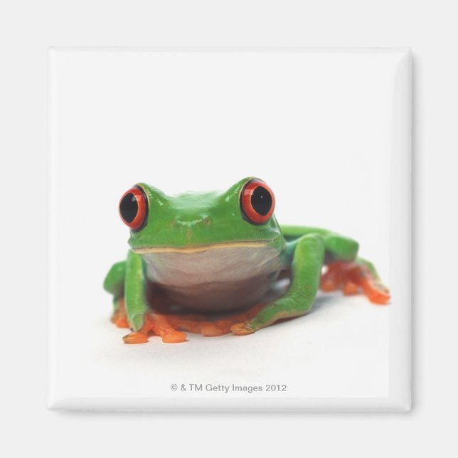 Red eyed tree frog 2 magnet (Front)