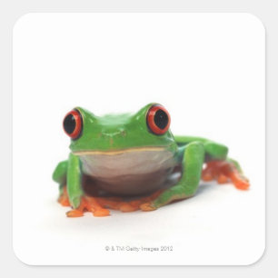 Red eyed tree frog 2 square sticker