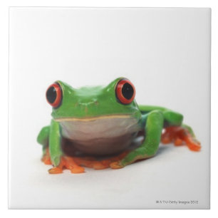 Red eyed tree frog 2 tile