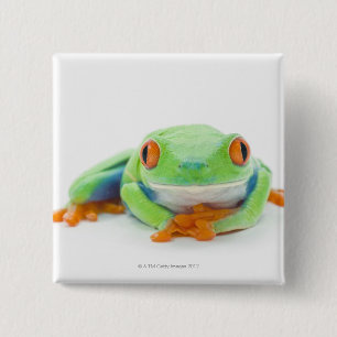 Red-Eyed Tree Frog (Agalychnis Callidryas) 2 15 Cm Square Badge